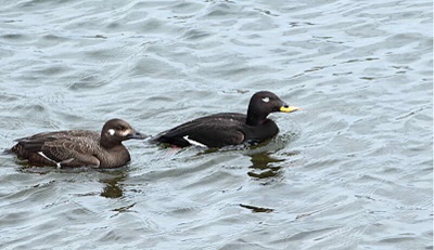 photo: Marcreuse brune